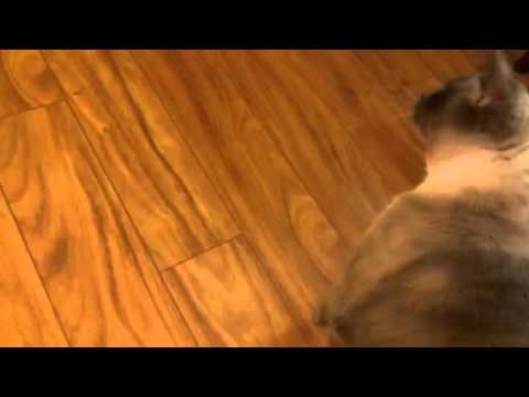 Zoe kitty chasing food down the hall