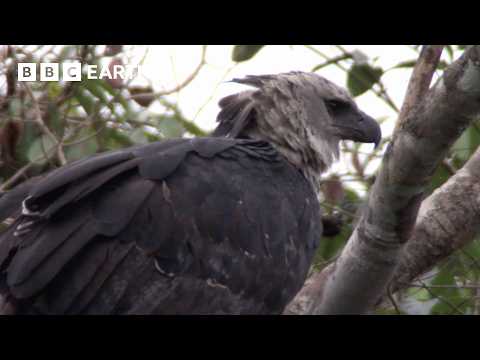 The Most Powerful Eagle in the World | BBC Earth