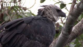 הנשר החזק ביותר בעולם | BBC Earth
