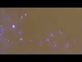 Yellow White Light Backround Animation Templates