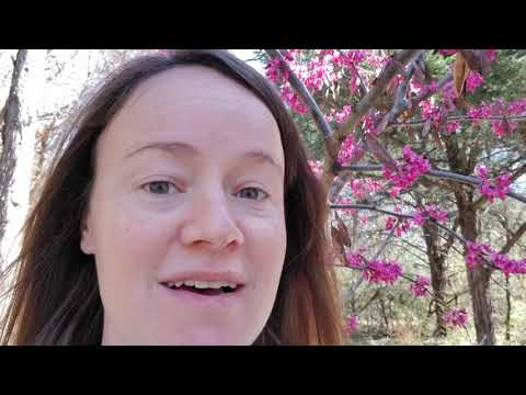 Learn some cool facts about Eastern Redbud Trees!