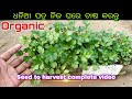 How To Grow Coriander ଧନିଆ Cilantro At Home With Full Updates
