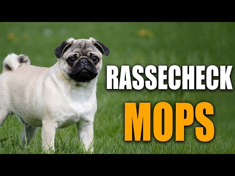 Mops Rassecheck  - Rasseportrait, Rassebeschreibung