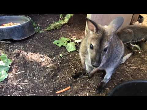 Home Safari - Zoofari Edition - Wallaby