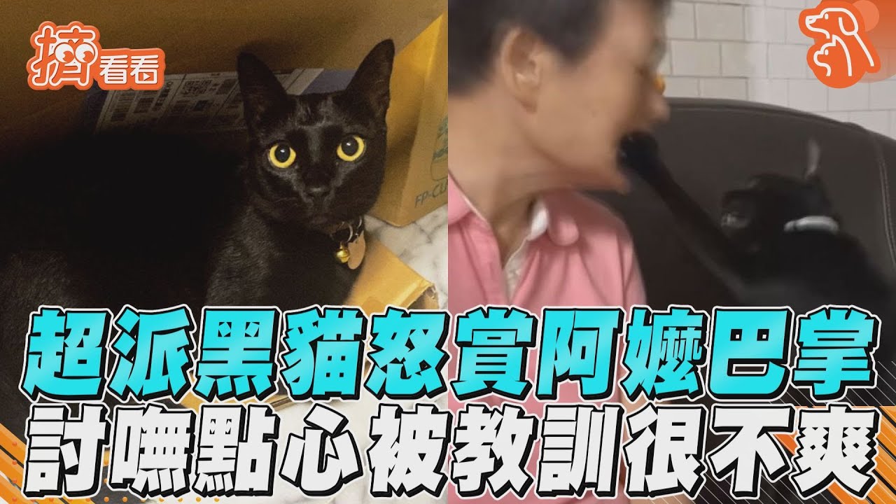 影音/超派黑貓怒賞阿嬤巴掌 討嘸點心被教訓很不爽