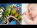 пение птиц | Удивительный сон трюк | успокаивающий белый шум 