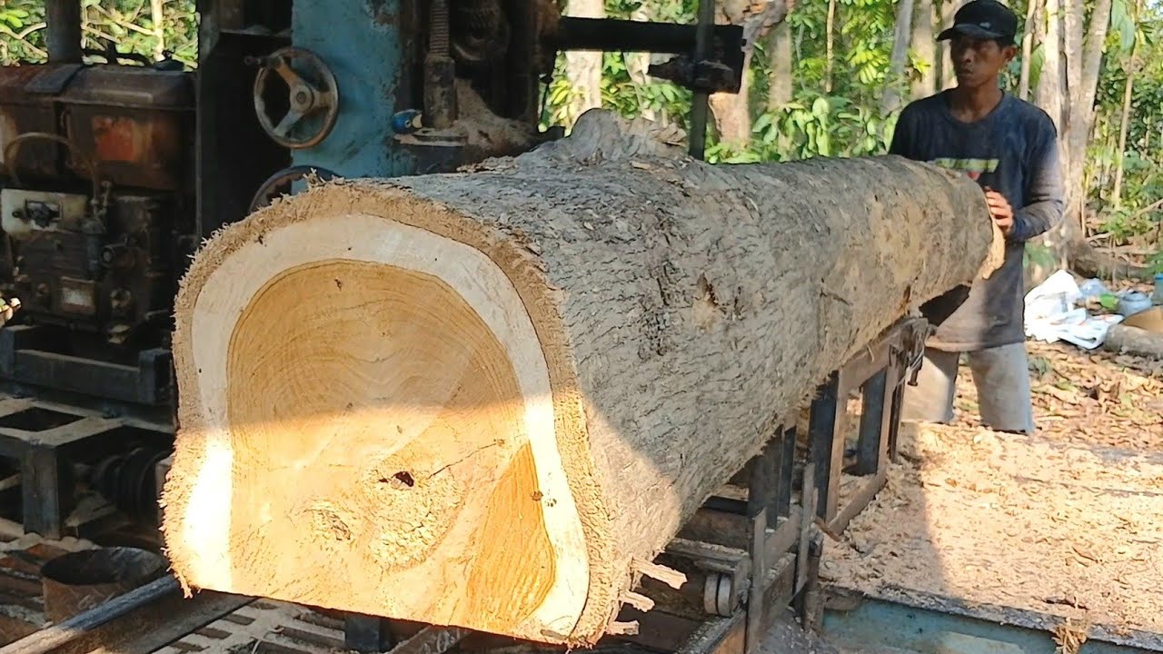 WOwww...Istimewa Kayu Jati Kebun Tua Di Rajang Bahan Balok Gergaji Bandsaw