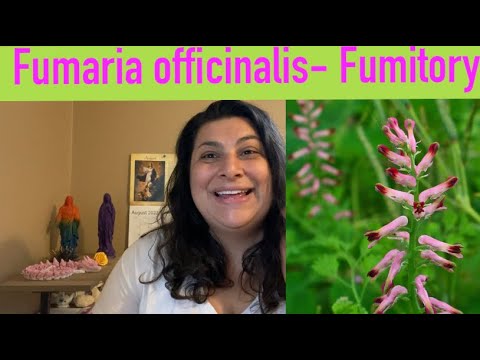 Fumaria Officinalis Extract Powder