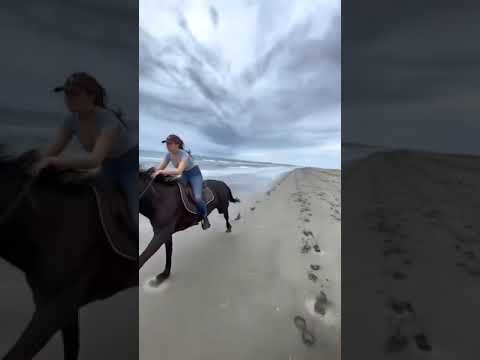 , title : 'Kuda berlari kencang #horses #kuda #laut #naikkudadilaut #shorts'