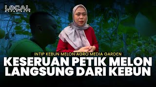 Intip Keseruan Petik Melon dari Kebunnya di Agro Media Garden Serang Banten