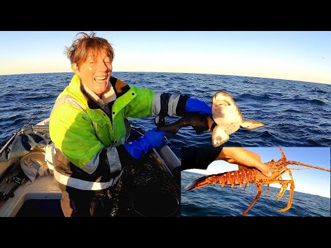 Look At The Size Of Them Incredible Day 🐟 Big Mackerel 🦞 Lobster 🦐 Crayfish 🐠 Gurnard 🐟Bass 🐡Pollack