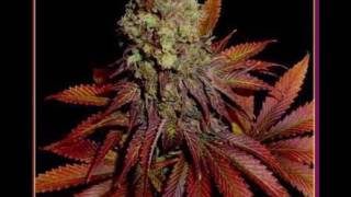 Jah Heavy Load + Version - IJahman Levi