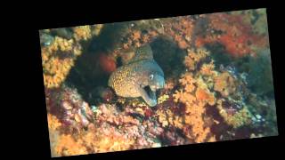 preview picture of video 'Corsica Diving à Bonifacio'