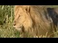 King Lions Take Over a New Pride | Wildlife | BBC Studios