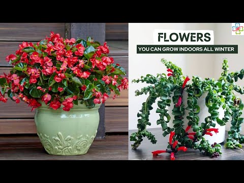 , title : '17 Best Flowers You Can Grow Indoors All Winter'