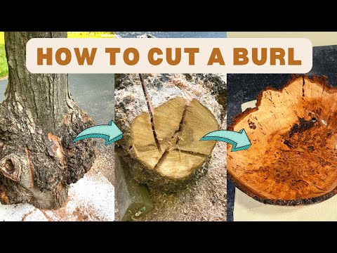 How to Properly Cut a Burl (Step-by-Step Instructions)