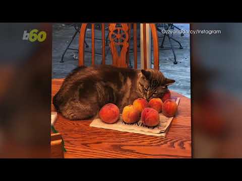 Viral 'Peach Cat' Just Wants to Cuddle with Peaches - YouTube