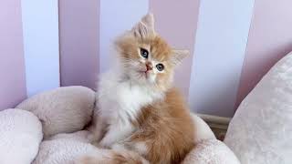 スコティッシュフォールドの動画01