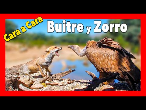 🦊 BUITRE o ZORRO ¿Quién puede más?