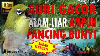 Download lagu Pleci Auri Gacor Di Alam Liar Cocok Untuk Pancingan Auriventer Malas Bunyi mp3 Download lagu Pleci Auri Gacor Di Alam Liar Cocok Untuk Pancingan Auriventer Malas Bunyi mp3