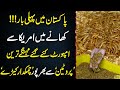 Exclusive Imported Insects To Eat First Time In Pakistan Neo Digital