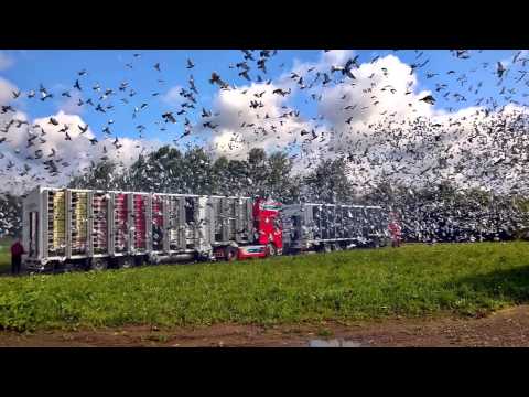 Daar komt munne Witpen aan (Jo Hoogendoorn)