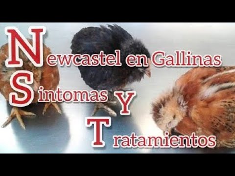 , title : 'NEWCASTLE EN GALLINAS SÍNTOMAS Y TRATAMIENTOS'