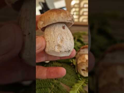 Steinpilze erkennen! Steinpilzarten