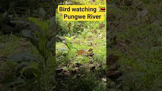 Download lagu Bird watching -PUNGWE RIVER 🇿🇼# WILDLIFE ZIMBABWE 2025 mp3
