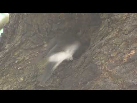 Golondrinas Familia Hirundinidae Esperanza Santa Fe Argentina 2022