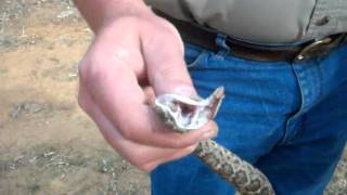 preview picture of video 'Rattlesnake in Blanco County'