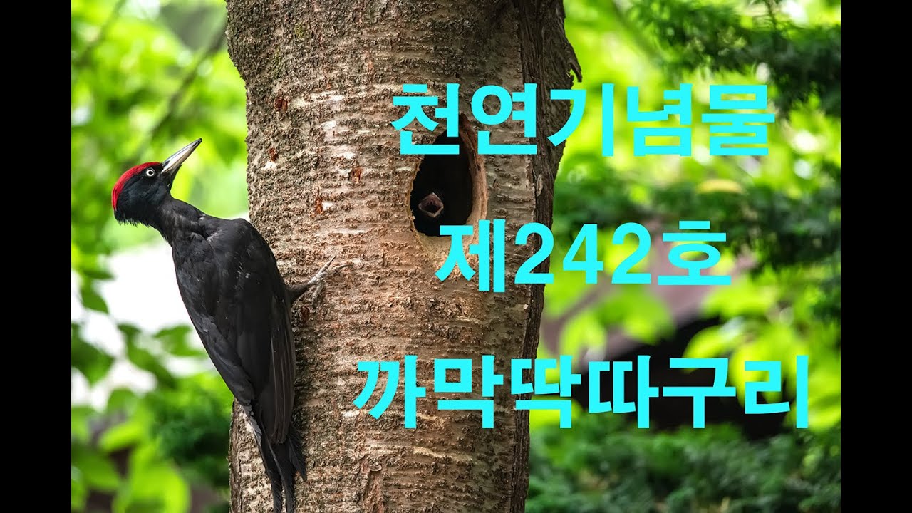까막딱따구리 유튜브 썸네일