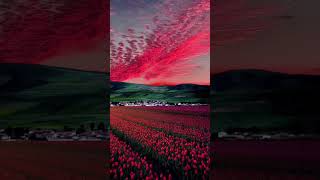 Download lagu indah romantis #laut #langit #pantai #indah h #pemandangan #bunga #cantik #shorts mp3 Download lagu indah romantis #laut #langit #pantai #indah h #pemandangan #bunga #cantik #shorts mp3