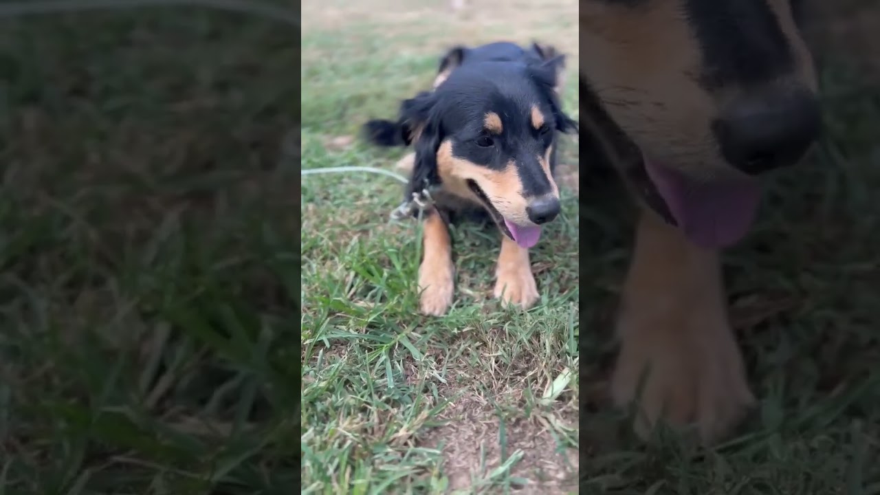 Enlarge Teddi, a Adopted mixed breed in Nashville, TN video 6/6