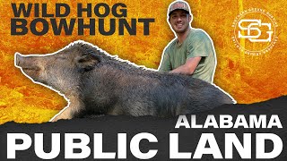 HUGE Alabama Wild Pig Hunt - Public Land