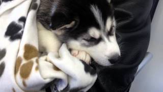 preview picture of video 'Husky's first trip to the vet'