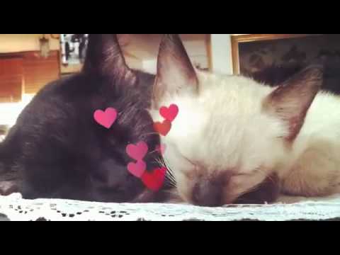 [Kitty life] Shyam ~~ Nyan Nyan