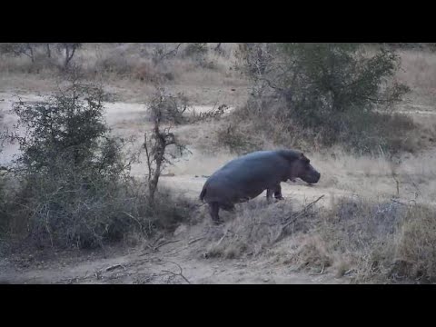 Djuma: Hippo splashing about then leaves dam - 17:22 - 07/27/20