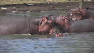 Hippos can recognise each other&#39;s voices, study finds