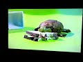 Closing To Bob The Builder Pets In A Pickle 2001 VHS
