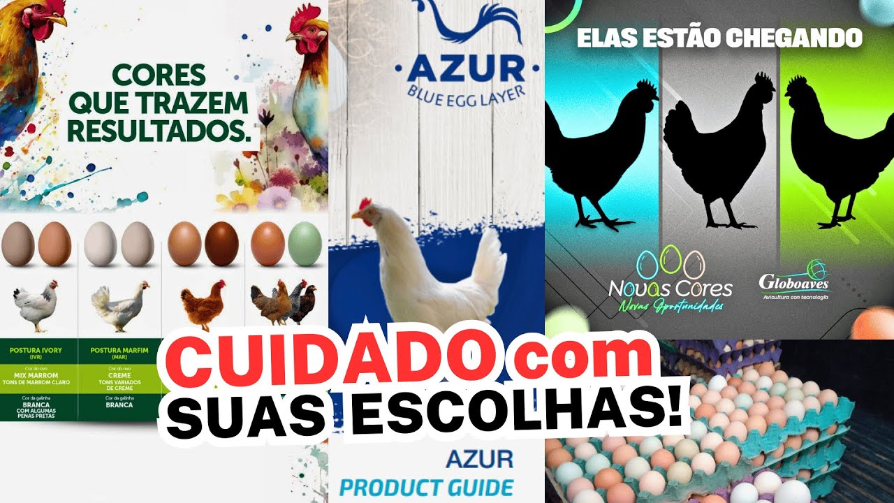 BE CAREFUL WITH YOUR CHOICES: GENETICS for 2025 PROMISE to change the free-range egg market