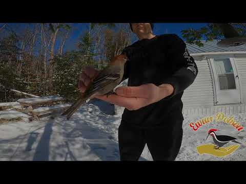 Pine Grosbeak (Female) - November 18th 2022