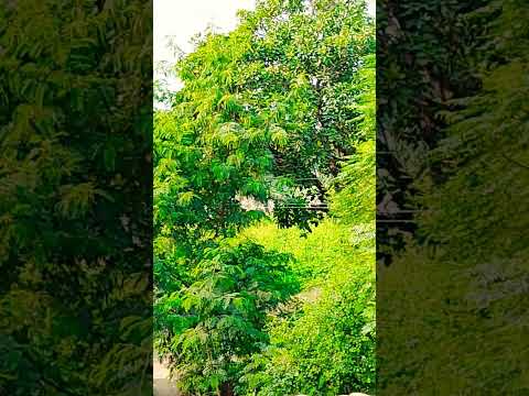 beautiful nature scene🌳🌳🌳🌿🌴🌴🥰🥰