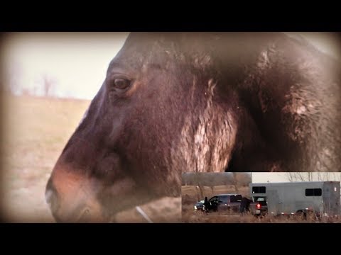 WHAT HAPPENED TO STORM AND A BIG HORSEY SURPRISE! Day 319 (11/22/19)