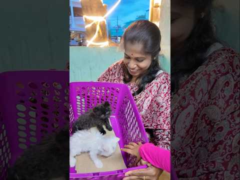 Luna & Lucy-க்கு Hospital Visit 🥹🐱 என்ன சொன்னார் Doctor? ❤️ #shorts #cats #vlog