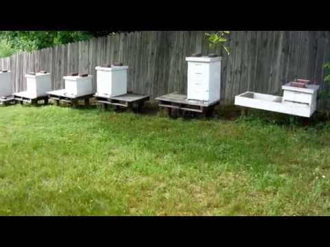 Feral hive vs. package hive.