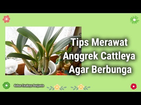 Leuzea tingtur untuk impotensi Bubuk patogen untuk wanita