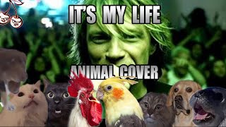 Bon Jovi - It&#39;s My Life (Animal Cover)