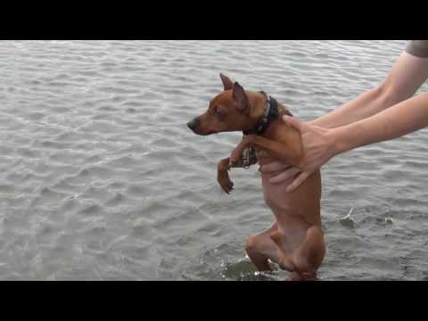 Funny dog paddle