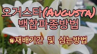 @백합심는방법